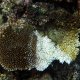 15- Acropores en degrade de marron 